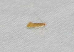 Cremastobombycia solidaginis