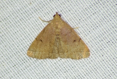 Zanclognatha protumnusalis