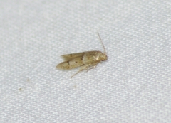 Blastobasis pulchella