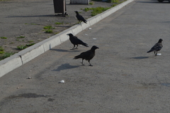 Corvus corone