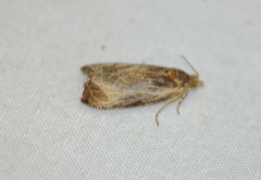 Olethreutes inornatana