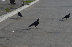 Corvus corone