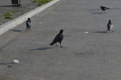 Corvus corone