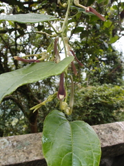 Aristolochiaceae