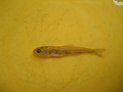 Mylocheilus caurinus