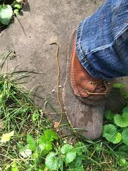 Diversibipalium multilineatum