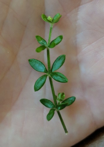 Image of Galium bermudense by (c) Lexi Adams, some rights reserved (CC BY)