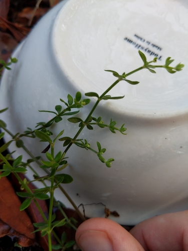Image of Galium bermudense by (c) Lexi Adams, some rights reserved (CC BY)