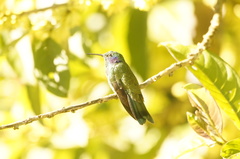 Colibri cyanotus