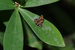 Choreutis japonica