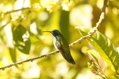 Colibri cyanotus