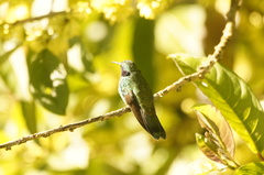 Colibri cyanotus