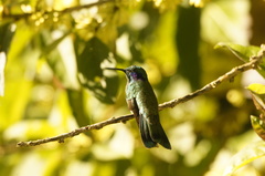 Colibri cyanotus