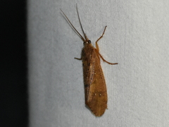 Ptilostomis ocellifera