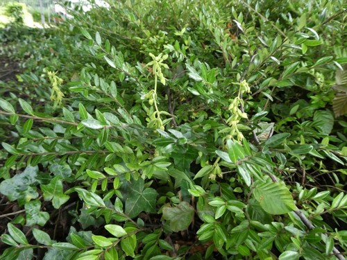Image of Epipactis phyllanthes by no rights reserved