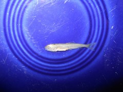 Mylocheilus caurinus