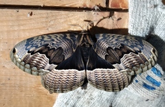 Brahmaea lunulata carpenteri