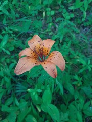 Lilium pensylvanicum