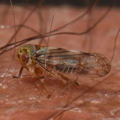 Oncopsis flavicollis