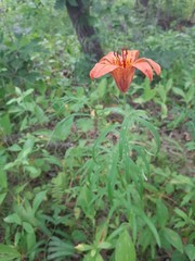 Lilium pensylvanicum