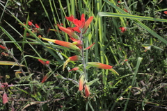 Castilleja integrifolia