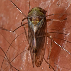 Oncopsis flavicollis