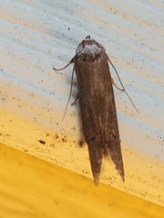 Holcocera chalcofrontella