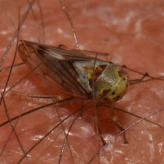 Oncopsis flavicollis