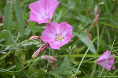 Convolvulus chinensis