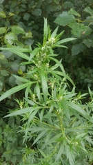 Artemisia vulgaris