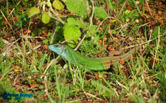 Lacerta strigata