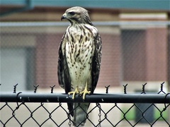 Buteo lineatus
