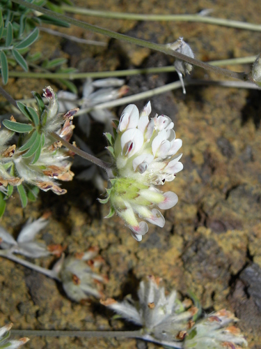 Anthyllis lemanniana