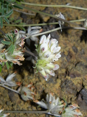 Anthyllis lemanniana image