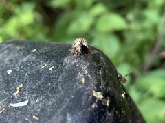 Calligrapha philadelphica