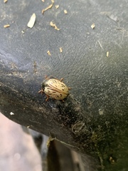 Calligrapha philadelphica