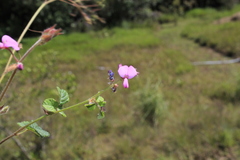 Desmodium molliculum