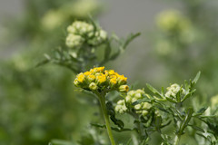 Solidago spathulata