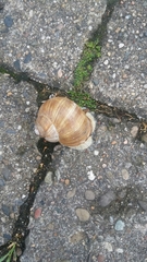 Helix pomatia