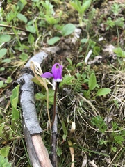 Primula frigida