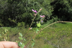 Desmodium molliculum