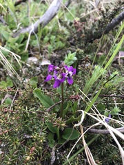 Primula frigida