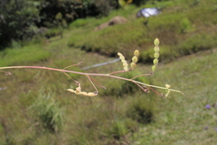 Desmodium molliculum