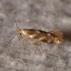 Bucculatrix canadensisella