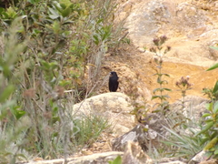 Knipolegus nigerrimus