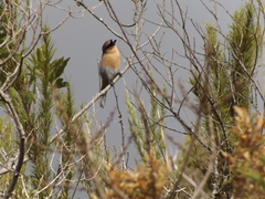 Schistochlamys ruficapillus