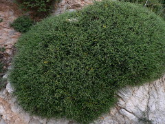 Anthyllis hermanniae corsica