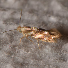 Bucculatrix canadensisella