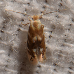 Bucculatrix canadensisella