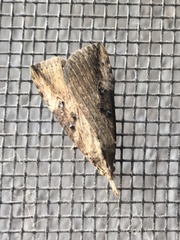 Hypena humuli